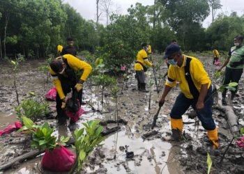 KOMUNITI nelayan turut membantu menanam anak pokok bakau pada program pemuliharaan paya bakau sebagai habitat pembiakan ikan di Tanjung Kepah, Parit Haji Dollah, Lekir di Lumut hari ini. - UTUSAN/IHSAN JABATAN PERIKANAN PERAK