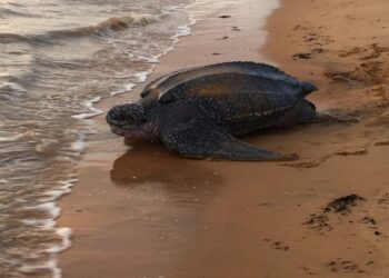 PENYU belimbing antara spesies yang sering mendarat di pantai Terengganu. – IHSAN JABATAN PERIKANAN