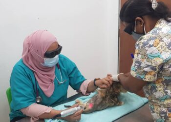 Penjagaan haiwan secara berkala juga penting bagi mengelak pemilik menanggung kos rawatan penyakit yang tinggi di kemudian hari.
