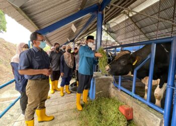 DR. NIK MUHAMMAD Zawawi Salleh (depan) memberikan makanan rumput napier kepada lembu 'sado' atau hibrid ketika melawat di Institut Biodiversiti Veterinar Kebangsaan (IBVK) Kampung Bukit Dinding di Jerantut, Pahang. - UTUSAN/HARIS FADILAH AHMAD