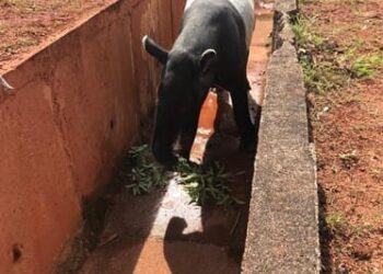 KEADAAN Tapir Malaya yang berjaya diselamatkan dari longkang dekat kilang di Kuantan, Pahang. – Foto ihsan Perhilitan