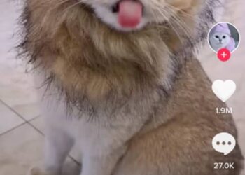 TANGKAP layar anak kucing yang diberikan costume singa.