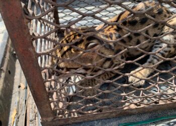 KUCING  hutan yang disangka anak harimau oleh penduduk berjaya ditangkap di Kampung Pulau Gajah di  Kampung Gajah. - UTUSAN/MOHAMAD HAFIZI MOHD. SAID