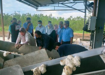 ZURAIDA Kamaruddin (kiri) memasukkan getah beku mangkuk ke dalam mesin memproses getah krip di Stesen Penyelidikan Getah Sungai Sari, Padang Sanai, Padang Terap hari ini. - UTUSAN/MOHD. RAFIE AZMI