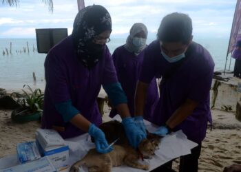 SUKARELAWAN memberikan suntikan vaksin ketika menyertai program membantu kucing terbiar atau jalanan di pusat perlindungan kucing di Pantai Kucing, Jalan Teluk Awak, Pulau Pinang baru-baru ini.