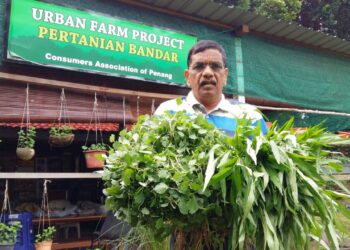 N. V. SUBBAROW menunjukkan hasil sayur-sayuran yang ditanam di pejabat CAP di Jalan Masjid Negeri, Pulau Pinang yang tidak memerlukan kawasan yang luas.