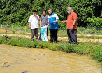 ABDUL FATTAH Abdullah (dua dari kanan) sedang memberikan makanan ikan patin dan tilapia ketika melawat Projek Pembenihan Ikan Air Tawar Koperasi Tunas Lada di Dusun Kalong Ulu Cheka di Jerantut, Pahang. - UTUSAN/HARIS FADILAH AHMAD