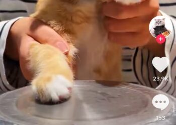 TANGKAP layar seekor kucing berwarna oren yang dieksploitasi untuk bermain dram oleh tuannya.