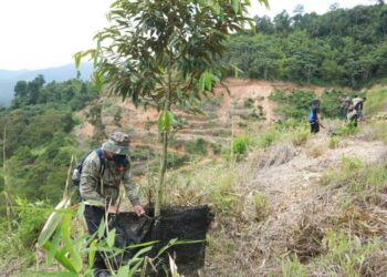 POKOK durian musang king yang ditanam di Hutan Simpan Teras ditebang dalam Operasi Teras di Raub, Pahang.