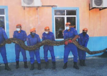 ANGGOTA Angkatan Pertahanan Awam Malaysia (APM) Marang mengangkat ular sawa seberat 250 kilogram yang ditangkap di kawasan pembinaan di Kampung Gong Nangka, Marang, semalam.