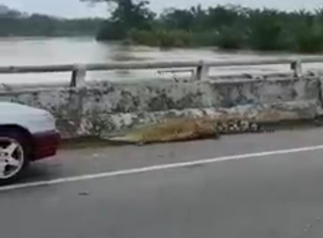 [VIDEO] Tular !!! Buaya Sungai Linggi muncul naik ke jalan raya
