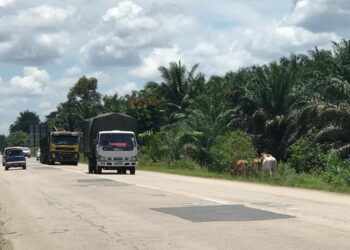 JALAN Gua Musang-Kuala Krai terdedah dengan ‘nahas lembu’ kerana haiwan itu dibiarkan bebas berkeliaran oleh pemiliknya. – UTUSAN/AIMUNI TUAN LAH
