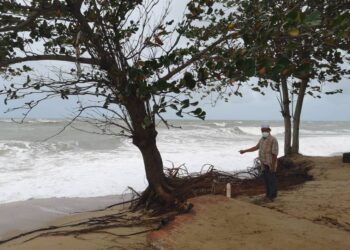 ARIF Ali menunjukkan pokok ketapang yang hampir runtuh akibat masalah hakisan di Pantai Kampung Tanjung di Batu Rakit, Kuala Nerus, baru-baru ini.