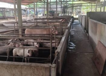 LADANG ternakan babi tanpa lesen yang terdapat di Tanah Merah, Port Dickson.