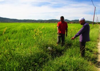 PESAWAH mendakwa kelemahan pengurusan dalam projek padi pulut di Pulau Langkawi, Kedah termasuk sistem saliran yang tidak dibersihkan menjejaskan hasil tanaman mereka.