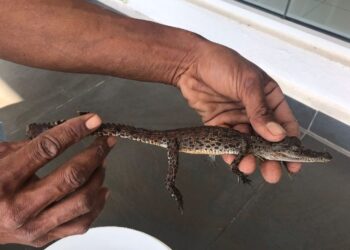 ANAK buaya berukuran kira-kira 30 sentimeter ditemukan dalam longkang di sebuah universiti swasta di Kuala Nerus, baru-baru ini.