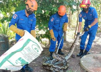 ANGGOTA APM menunjukkan seekor ular sawa yang ditangkap oleh penduduk di Kampung Ambing, Kuala Pegang, Baling hari ini.