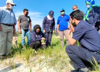HASLINA Abdul Hamid (duduk, kiri) melihat keadaan padi pulut yang kekeringan selepas tidak mendapat bekalan air yang cukup di Kampung Baru, Ulu Melaka, Langkawi hari ini. - UTUSAN/NUR AMALINA AZMAN