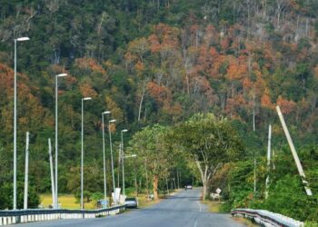 KEINDAHAN pokok-pokok kayu yang bertukar warna perang mengubah pemandangan landskap bukit bukau di Perlis pada musim luruh.– UTUSAN/SYAMIL ABD. RAHMAN