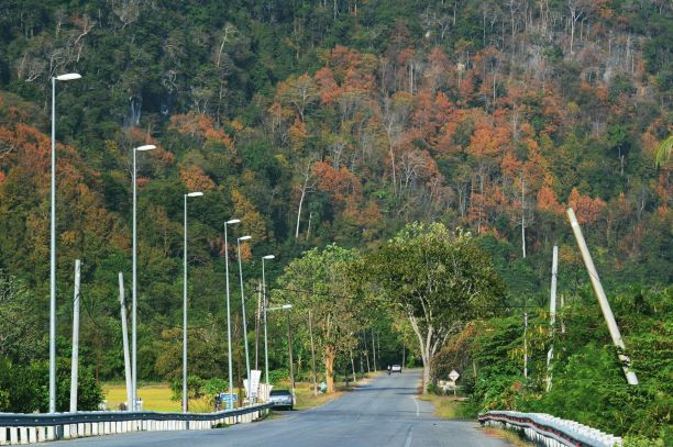 Pemandangan Bukit Nyatoh memesona, pohon-pohon dipterocarp berubah menjadi coklat seperti musim gugur