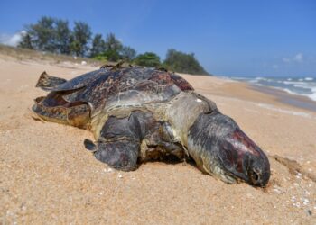 BANGKAI penyu agar betina dewasa yang ditemukan terdampar di Pantai Kelulut di Marang, Terengganu, hari ini.