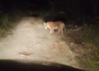 TANGKAP layar video harimau belang melintas laluan berbatu dipercayai di Santong, Paka di Dungun yang tular dalam media sosial.