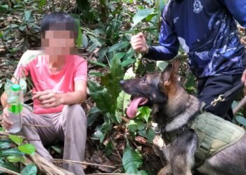 ROCKY, anjing baka German Shepherd yang berjaya menemukan  pemandu e-hailing yang dilaporkan hilang di perkampungan Orang Asli Sungai Kapur, Ulu Geruntum dekat Gopeng, semalam. - UTUSAN