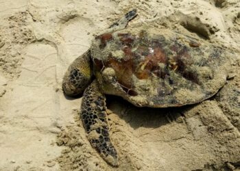 BANGKAI penyu agar seberat dua kilogram ditemui di Pantai Bagan Pinang, Port Dickson pagi semalam. - GAMBAR/JABATAN PERIKANAN NEGERI SEMBILAN