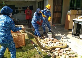 ANGGOTA JPAM menangkap ular tedung selar yang bersembunyi belakang rumah penduduk di Kampung Paya Ara, Beruas hari ini. - UTUSAN/IHSAN JPAM