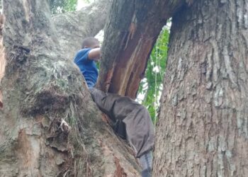 KEADAAN seorang lelaki yang tersepit dahan pokok yang ditebangnya di Kampung Pasir, Kuala Dipang dekat Kampar hari ini. - UTUSAN/IHSAN JBPM PERAK