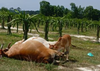 ANTARA lembu ternakan S. Thangaraj yang mati bergelimpangan dipercayai diracun di Batu Hampar, Beruas semalam.