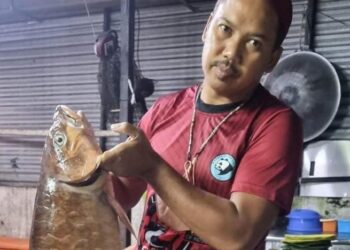 AHMAD DANIAR Ismail menunjukkan ikan liar Sungai Jelai spesies Kelah (Tor putitora) yang diborong daripada nelayan sungai di Kampung Kuala Medang di Lipis, Pahang. - UTUSAN/HARIS FADILAH AHMAD