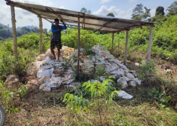 SEORANG peserta Tanam Semula Berkelompok melihat baja tanaman pokok getah turut dirosakkan dan bersepah di sebuah pondok pekebun di Kampung Kuala Sat, Ulu Tembeling di Jerantut, Pahang. - UTUSAN/HARIS FADILAH AHMAD