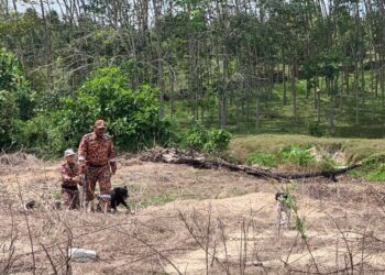 ANGGOTA bomba dari Unit K9 membawa anjing pengesan bagi operasi mencari dan menyelamat seorang warga emas yang hilang sejak 30 Januari lalu di sebuah ladang kelapa sawit di Kampung Sega Tengah, Kuala Sawah, Rantau, Seremban.