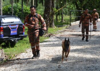 ANGGOTA bomba menggunakan khidmat Unit Anjing Pengesan (K9) Bomba di kawasan ladang kelapa sawit pada hari ketiga pencarian warga emas, A. Sivapaki yang hilang di Kampung Sega Tengah, Kuala Sawah, Rantau, Seremban hari ini.- UTUSAN/ZAKKINA WATI AHMAD TARMIZI.