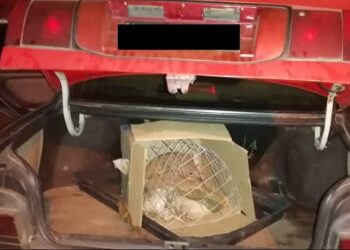 KEADAAN tenggiling yang ditemukan dalam but sebuah kereta di Bera, Pahang baru-baru ini. - PERHILITAN