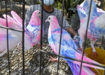 SAM membantah keras tindakan peniaga di Tumpat, Kelantan yang mewarnakan burung merpati untuk melariskan jualan dengan menyifatkannya satu bentuk kezaliman terhadap haiwan.