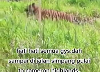 TANGKAP layar rakaman video seekor harimau dikesan berkeliaran di Jalan Simpang Pulau - Cameron Highlands yang tular dalam media sosial. - UTUSAN/MEDIA SOSIAL