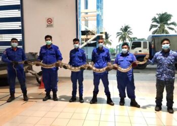 ULAR sawa batik seberat 35 kilogram yang ditangkap anggota APM di Taman Bukit Kayangan, Perlis baru-baru ini.- UTUSAN