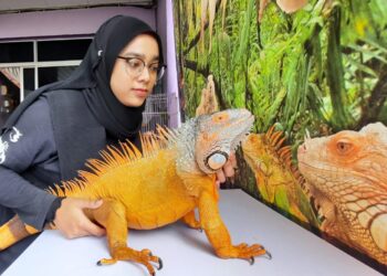SYAZLIN Hafisya Mohd. Hasni menunjukkan seekor iguana yang dipelihara di rumahnya di Taman Selasih, Kulim. - UTUSAN/AZAHAR HASHIM