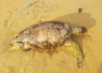 LAGI bangkai penyu ditemukan di Pantai Kijal di Kemaman oleh Roslan Muhammad.