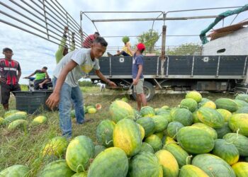 RIBUAN Tembikai rosak dan terpaksa dituai awal selepas kebunnya digenangi air banjir sejak beberapa hari lalu di Bachok dan Pasir Puteh, Kelantan. - UTUSAN/TOREK SULONG