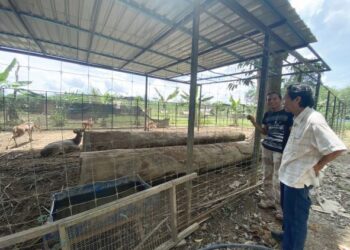 SHAIFUL Ridzuan Abu Bakar (kiri) ketika meninjau keadaan zoo mini Sarang Naga 76 yang terjejas selepas dilanda banjir sebanyak dua kali tahun lalu di Kampung Ketam, Kerdau di Temerloh, Pahang. - UTUSAN/NORHAFIZAN ZULKIFLI