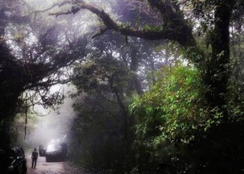 TAMAN Eko Rimba Mossy Forest.