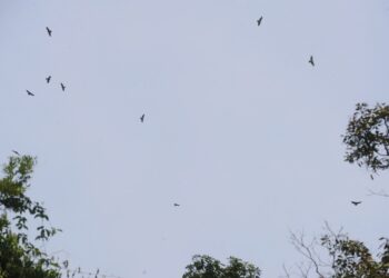 KEHADIRAN burung pemangsa yang sedang bermigrasi ke kawasan hemisfera utara semakin berkurangan di sekitar Tanjung Tuan ekoran faktor cuaca yang tidak menentu. - UTUSAN/MOHD. SHAHJEHAN MAAMIN