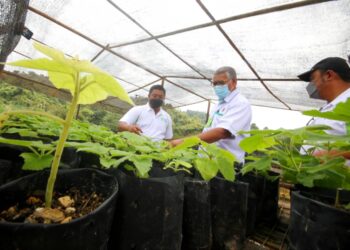 MAHPAR Atan (tengah) menanam benih pokok paulownia dalam Majlis Perasmian Projek Perladangan Paulownia Huu Haq di Hutan Simpan Sokor Taku, Tanah Merah. - UTUSAN/ZULHANIFA SIDEK