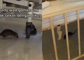 TANGKAP layar video tular memaparkan seekor tikus berkeliaran di wad sebuah hospital.