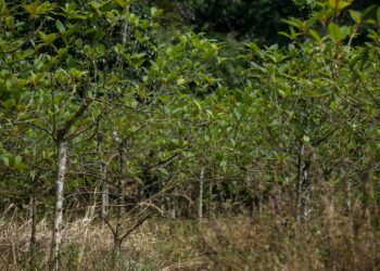 SEBAHAGIAN pokok ketum ditanam di sebuah ladang di Padang Terap, Kedah.  - UTUSAN/SHAHIR NOORDIN
