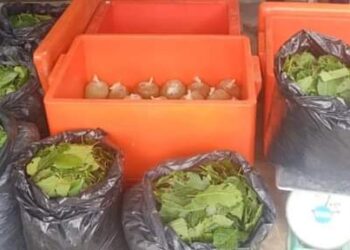 BUNGKUSAN air ketum yang ditemukan dalam dua buah tong ais dan bungkusan daun ketum yang dimiliki oleh suspek dalam serbuan di sebuah kedai Chegar Medang di Bentong, Pahang. - FOTO/IHSAN IPD BENTONG