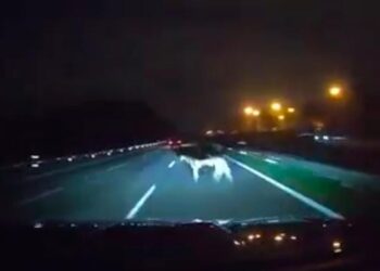 TANGKAP layar rakaman video sebelum kejadian sebuah kenderaan melanggar seekor lembu dalam kejadian di Kilometer 249.7 Lebuh Raya Utara Selatan arah utara di Seremban awal pagi tadi.
